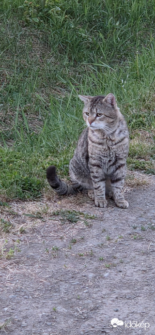 Buják
