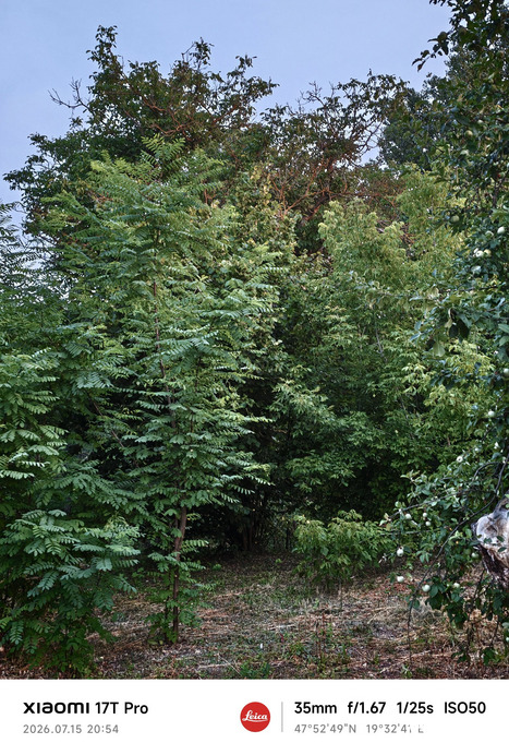 Buják