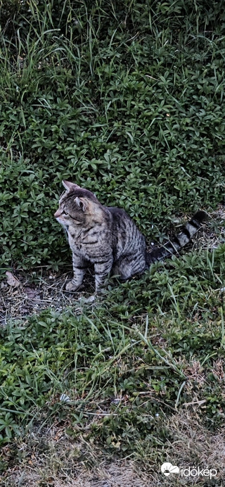 Buják