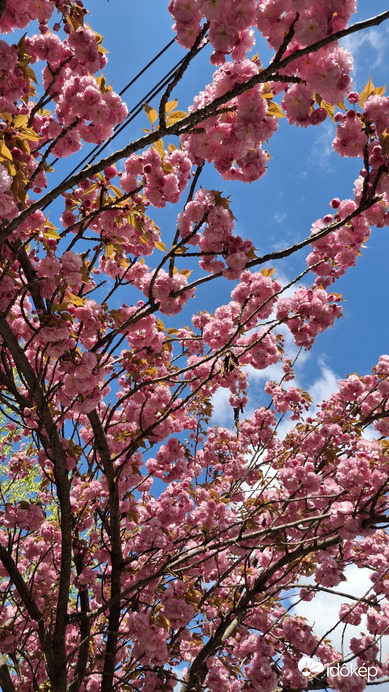 Budapest XIV.ker - Alsórákos