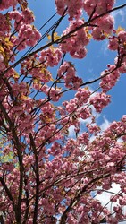 Budapest XIV.ker - Alsórákos