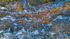 Havas erdő madártávlatból