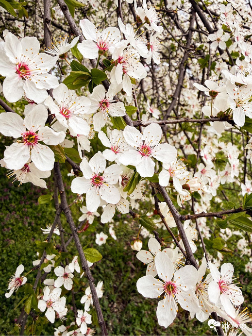 Budapest XIX.ker - Kispest