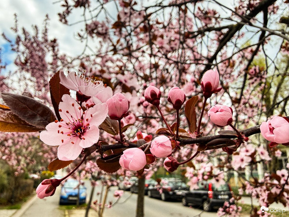 Budapest XIX.ker - Kispest