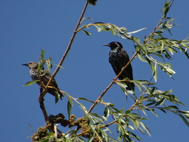 Seregélyek 