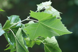 Platán