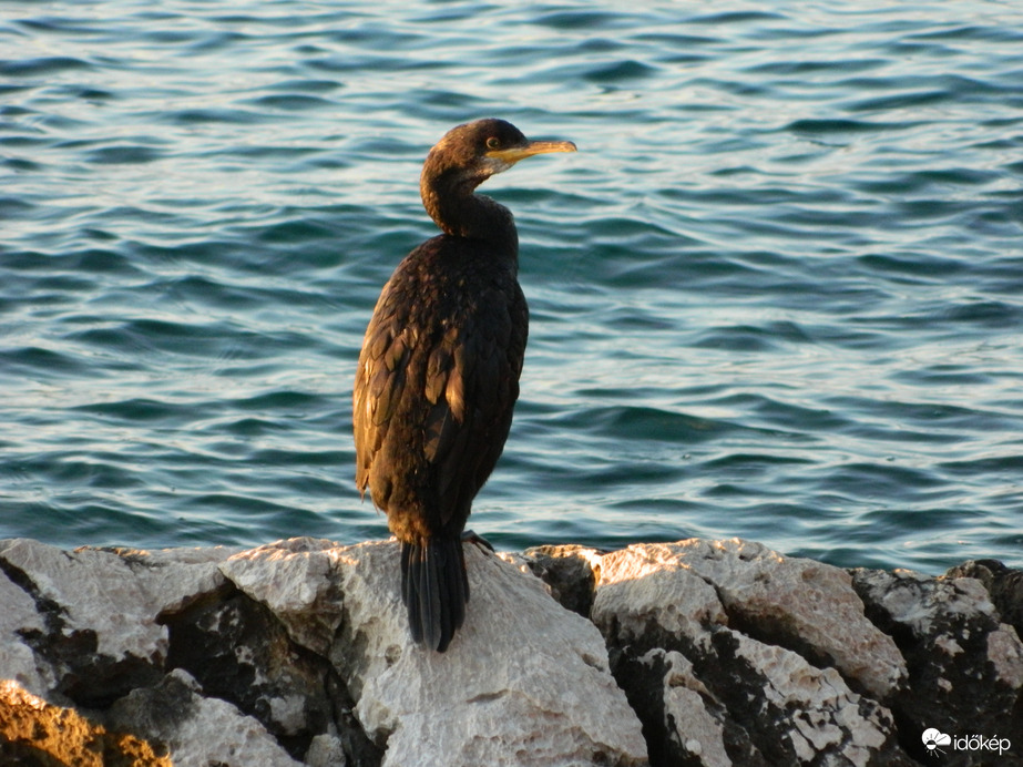 Kormorán