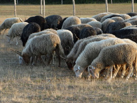 Legelészők 