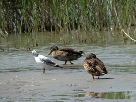 Balatonszemes 