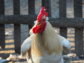 A főnök 