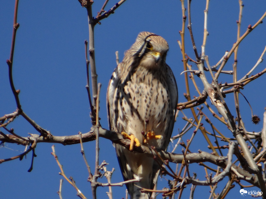 Vajon mire gondol ? Vörös vércse 