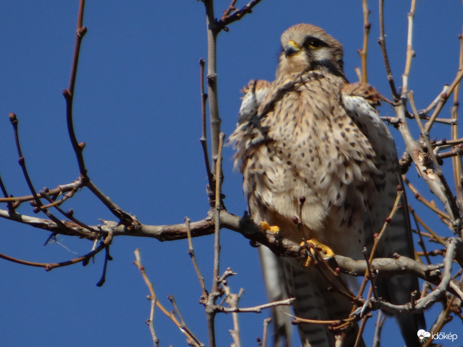 Na elég volt a fotózásból indulok. Vörös vércse 