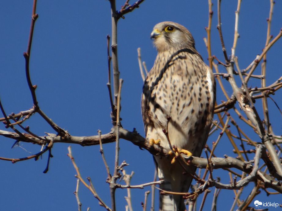 Tekintélyt parancsoló. Vörös vércse 