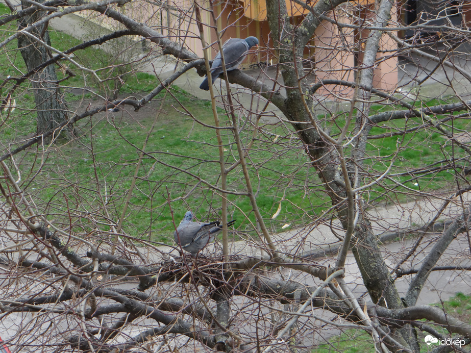 Megérkeztek az örvös galambok. Mai fotó 