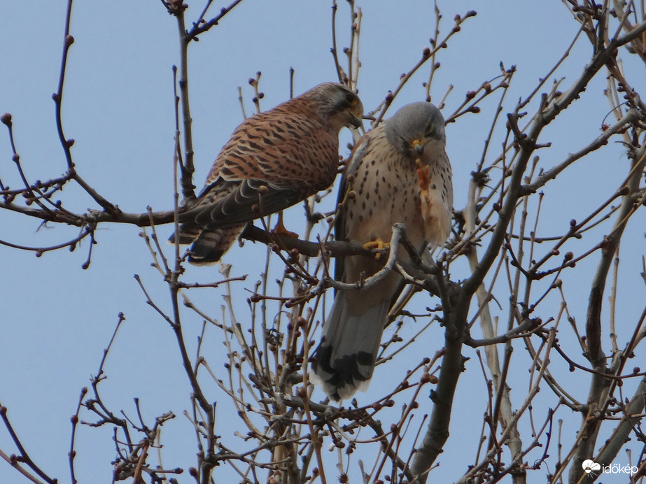 Megsérültél ? Vörös vércsék 