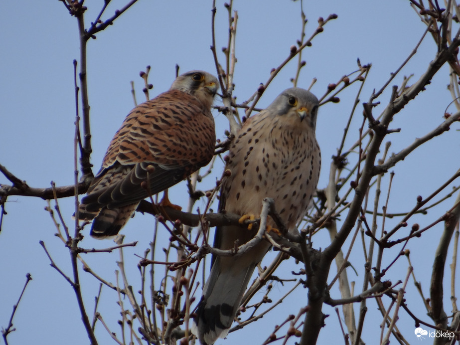 Vörös vércse és párja 