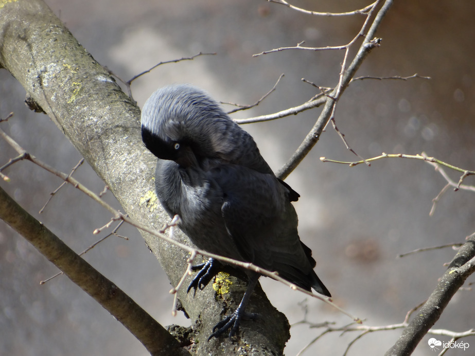 Tollászkodó Csóka 