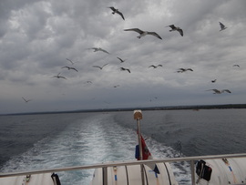 Brijuni közelében Horvátország 