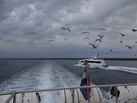 Brijuni közelében Horvátország 