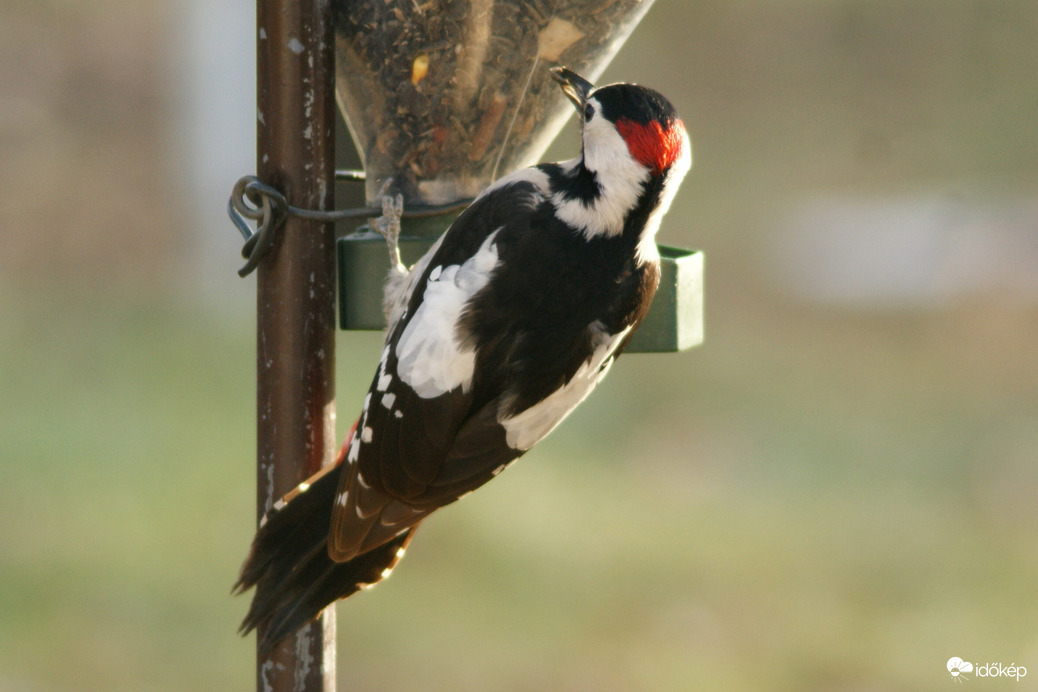 Harkály is szereti a szotyit 