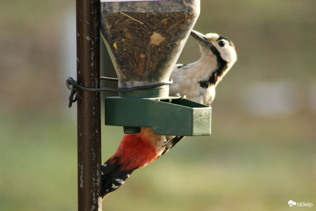 Harkály is szereti a szotyit 