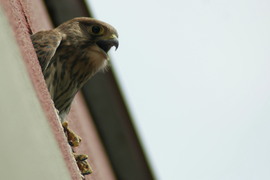 Időnként vissza jár a fészkelőhelyére csak hogy tudassa a csókákkal hogy ez az ő tulajdona mert már ők is szemet vetettek erre a jó kis lakásra. Vörös vércse   