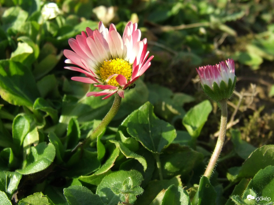 Nyiladozó százszorszép 