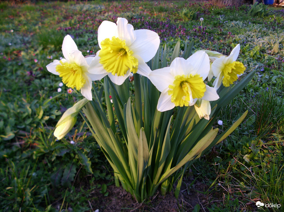 Nárcisz 