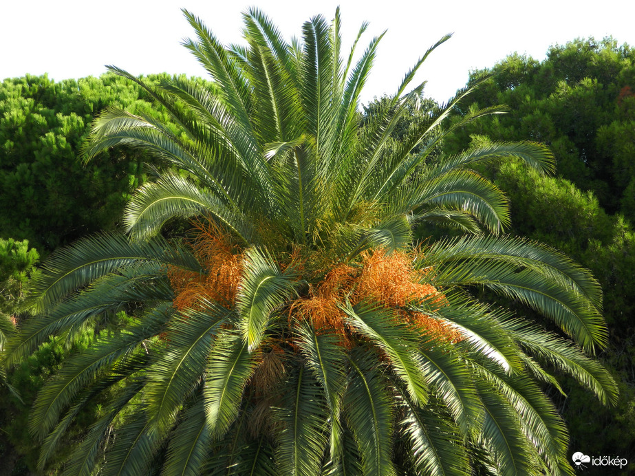 Pula kikötő melletti park 