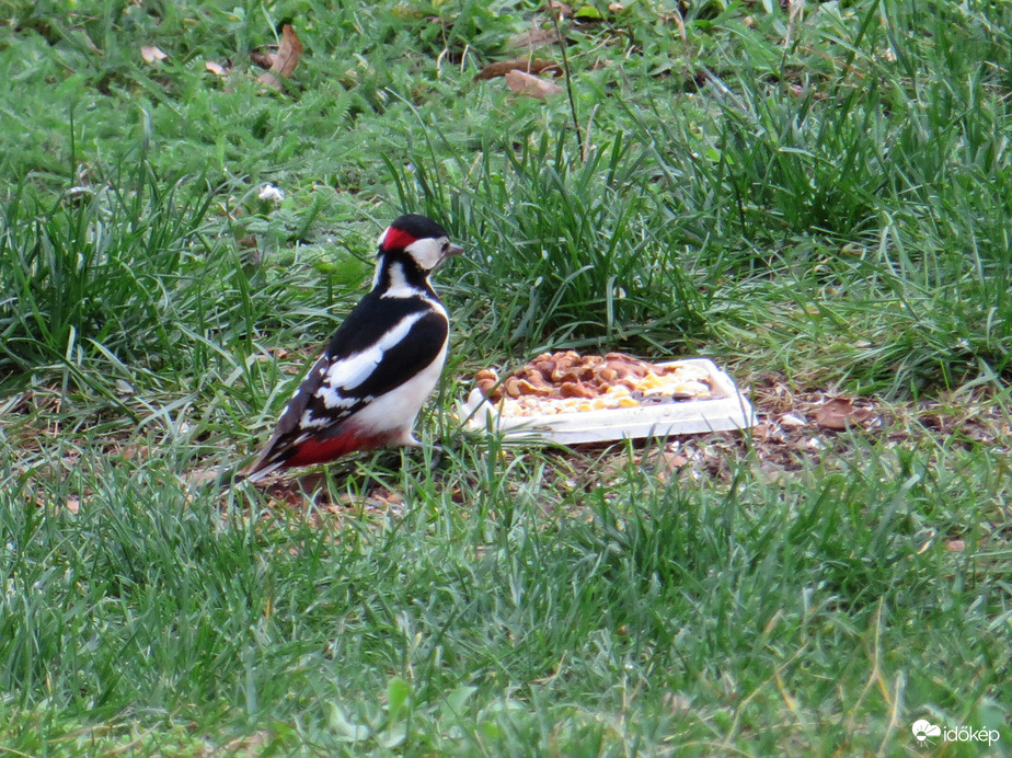Svéd asztal dió szemek kukorica és szotyi a mai menü 