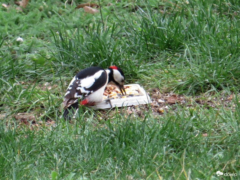 Svéd asztal dió szemek kukorica és szotyi a mai menü 
