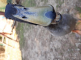 Hagymi