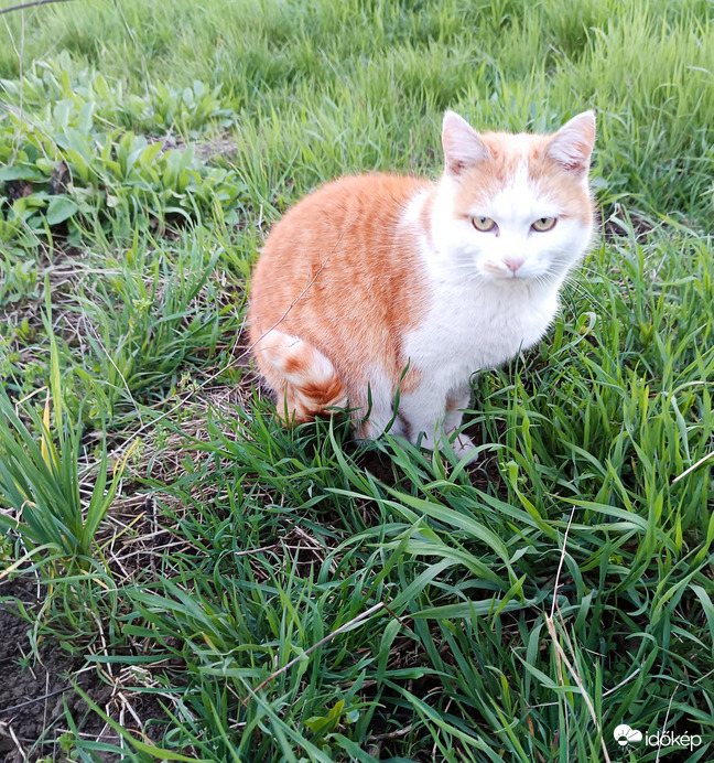 Maszat felügyeli a kerti munkát