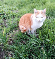 Maszat felügyeli a kerti munkát