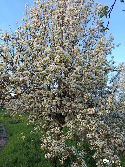 Mára így kivirágzott