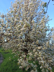 Mára így kivirágzott