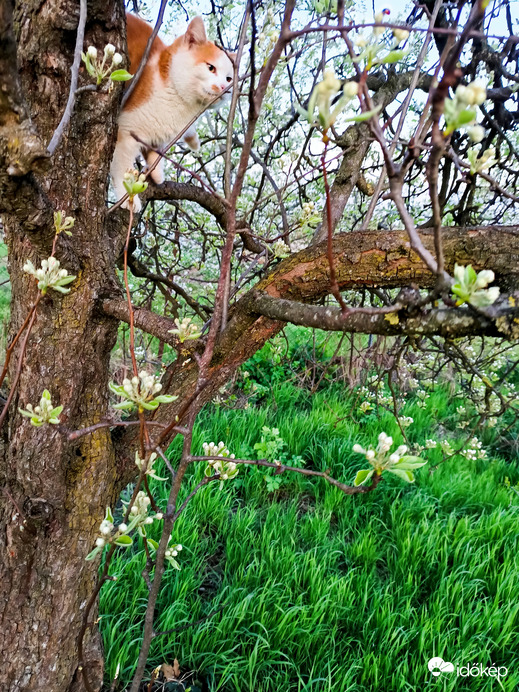 Maszat megnézi lesz-e körte!