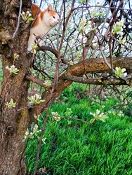 Maszat megnézi lesz-e körte!