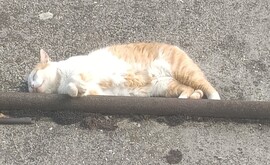 Elfáradt a rúdtáncos