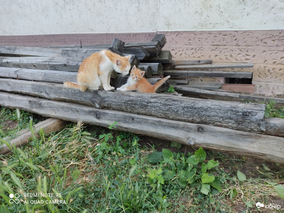 Maszat gyereket nevel!