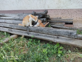 Maszat gyereket nevel!