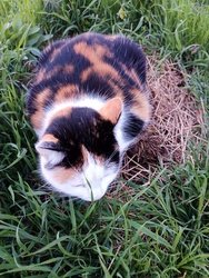 Vica fészket rakott!