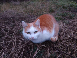 Maszat ül a fűben!