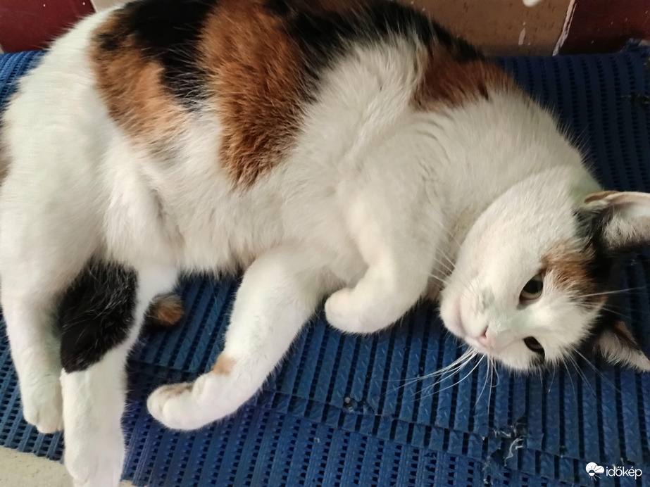 Bocsi, madár nincs :(