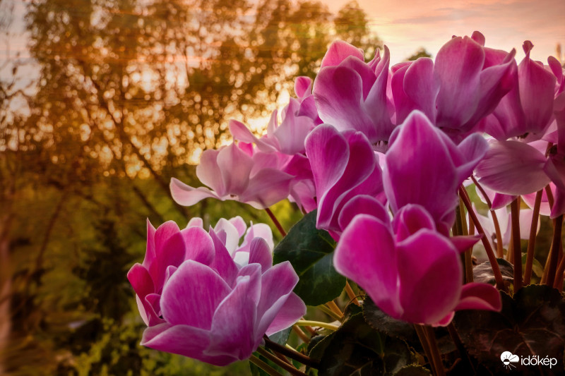 Naplemente ciklámenne