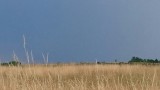Nagyveleg
