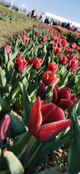 Tulipgarden