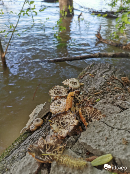 Tisza-parti csendélet