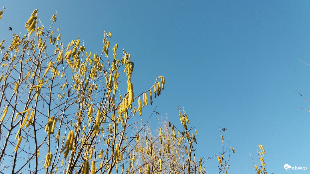 Kora tavaszi virágzás... :)