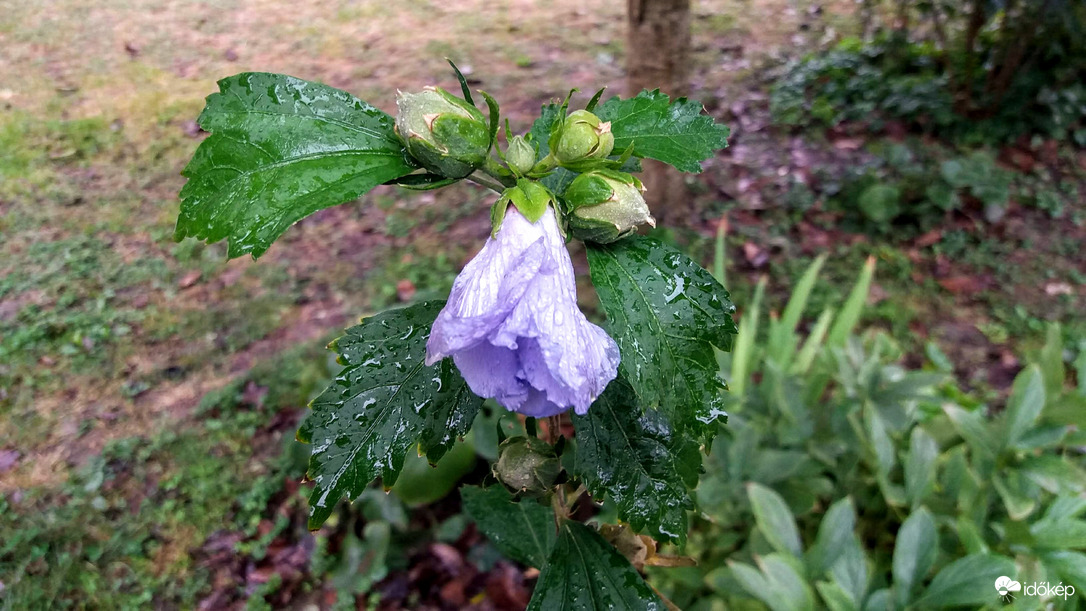 Eső után...
